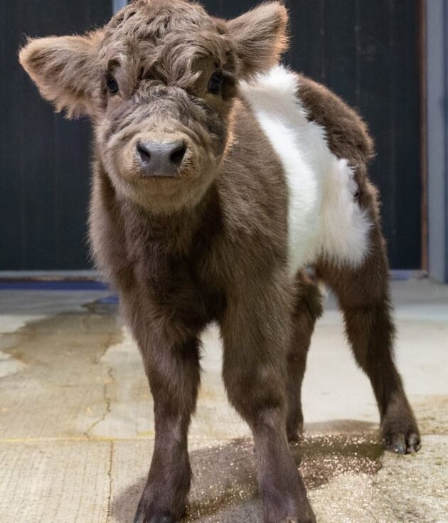 Melanie – Mid Size Polled Dun Belted Heifer