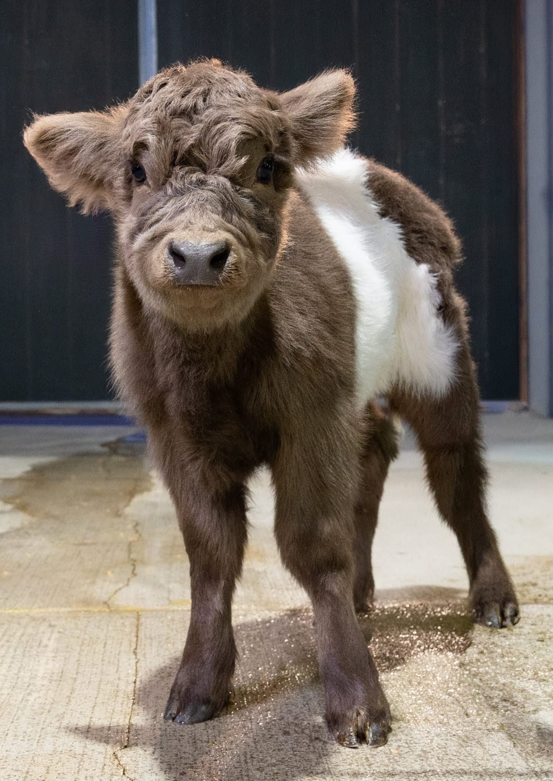 Melanie – Mid Size Polled Dun Belted Heifer