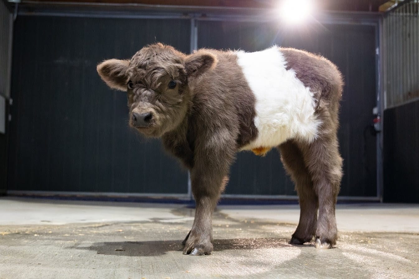 Melanie – Mid Size Polled Dun Belted Heifer - Image 3