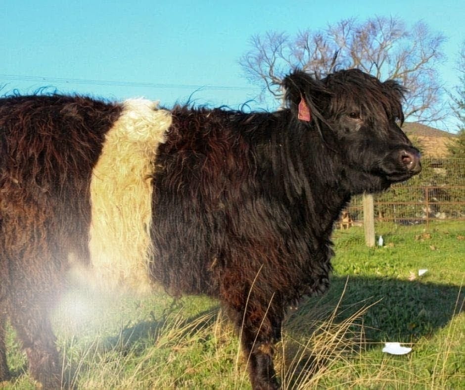 Melanie – Mid Size Polled Dun Belted Heifer - Image 5