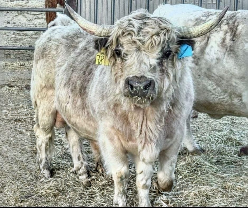 Melanie – Mid Size Polled Dun Belted Heifer - Image 6