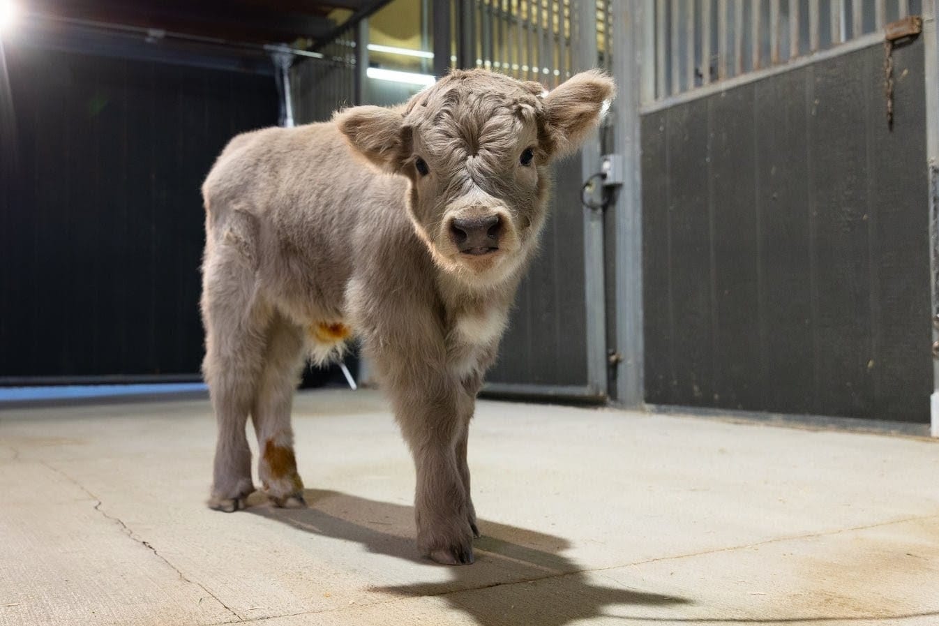 Swarri – Mid Size Bull Steer - Image 2