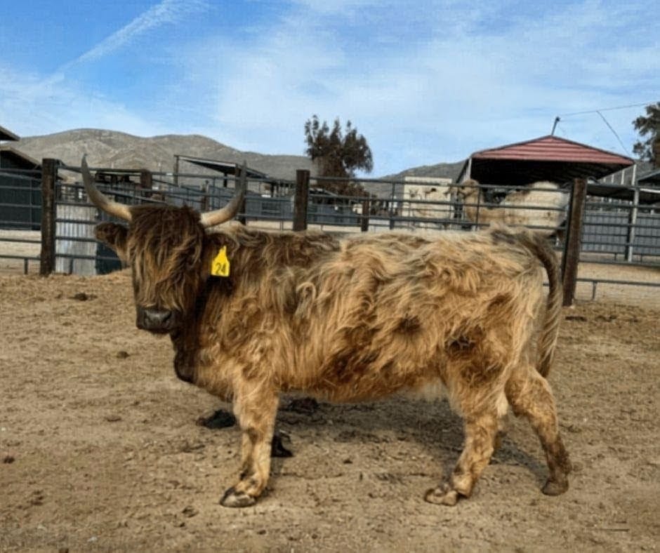 Celine Dun – Mid Size Heifer - Image 9