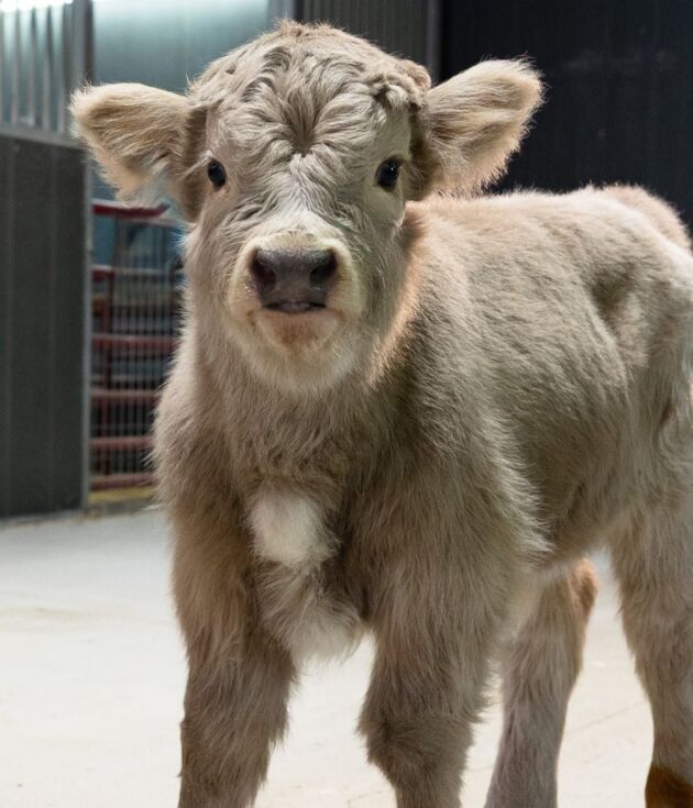 Swarri – Mid Size Bull Steer