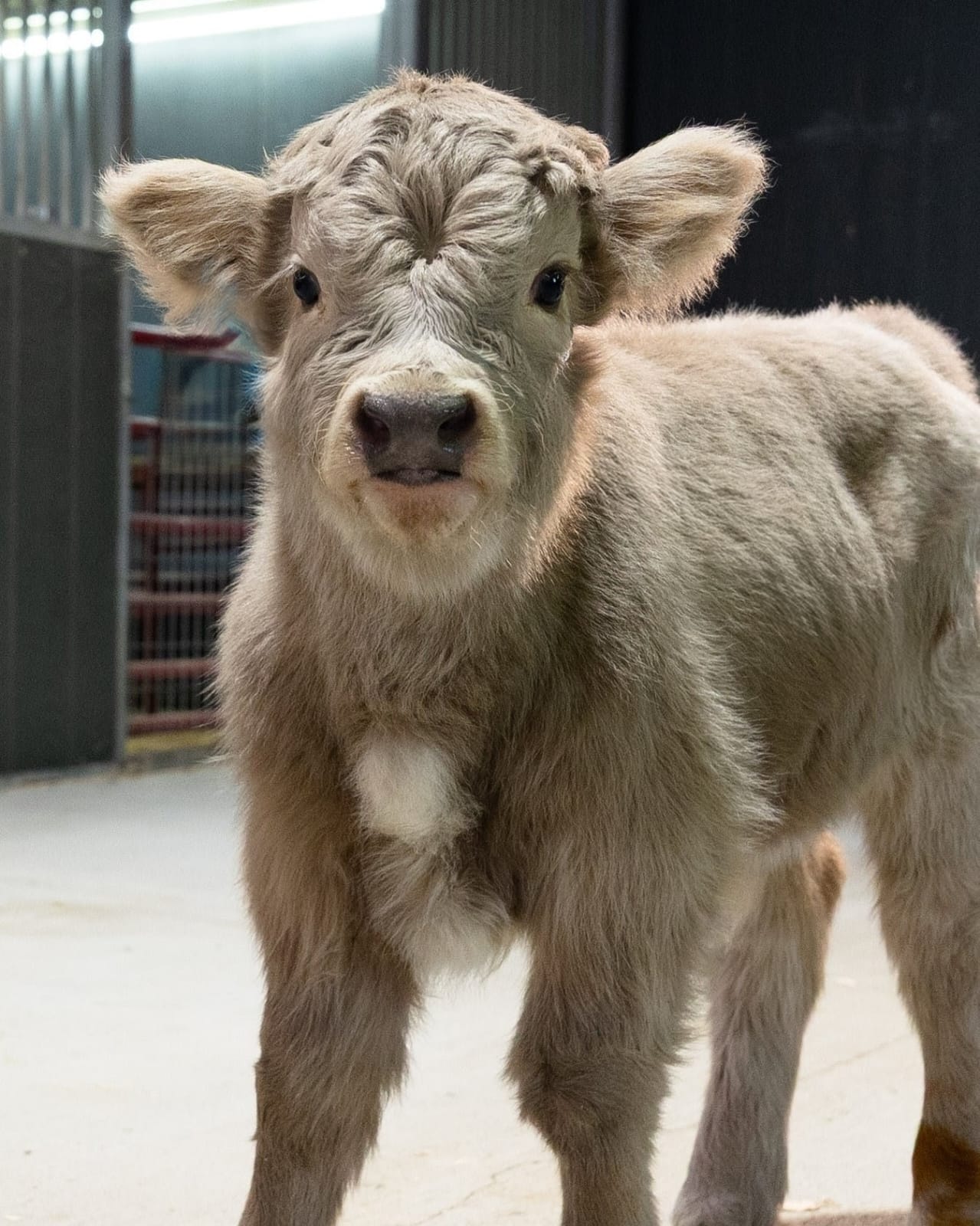 Swarri – Mid Size Bull Steer