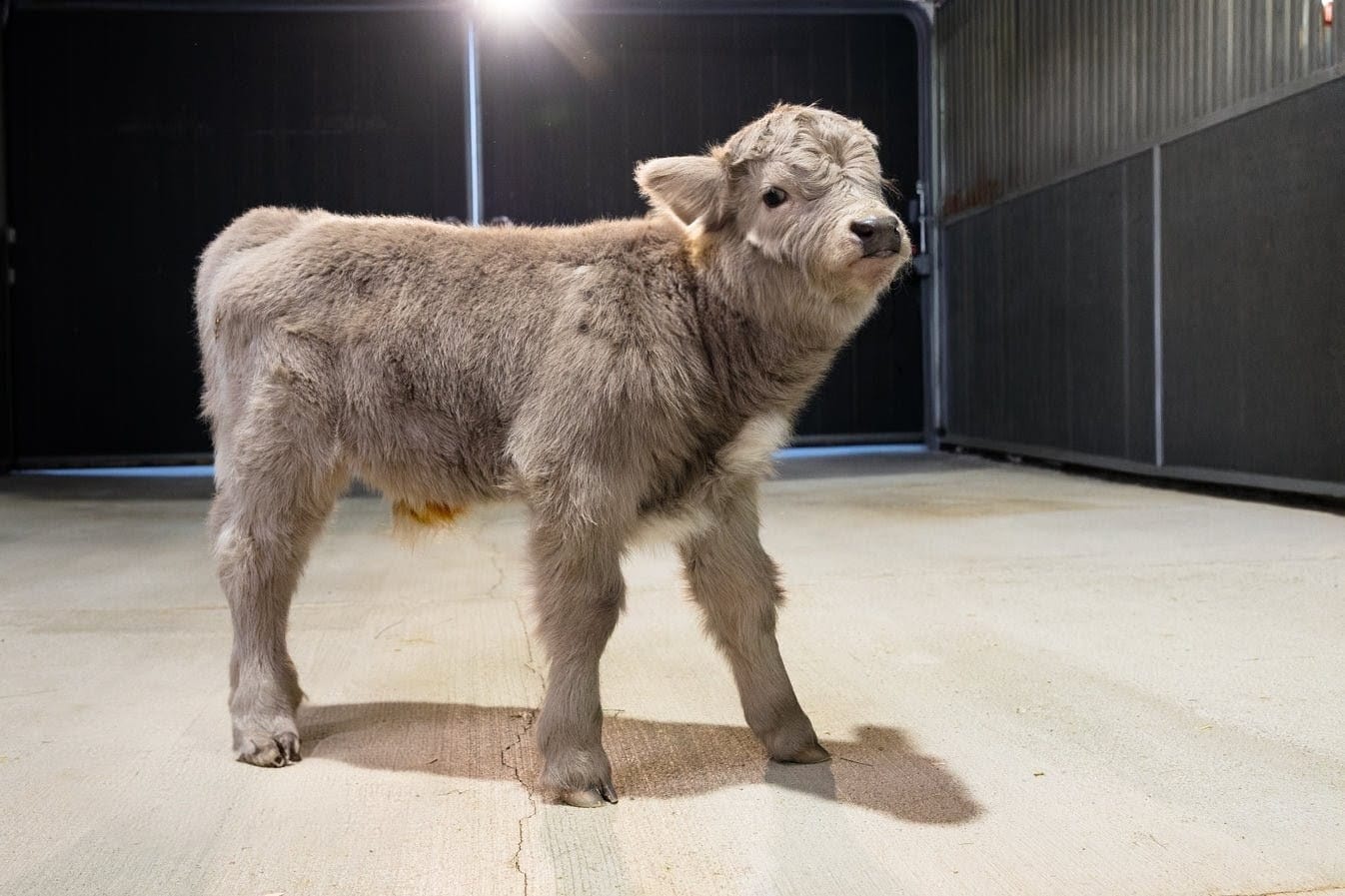 Swarri – Mid Size Bull Steer - Image 5
