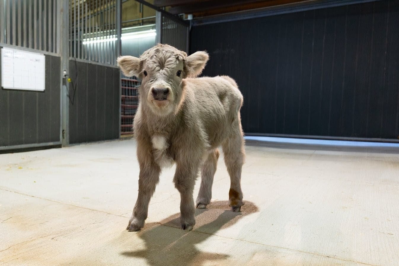 Swarri – Mid Size Bull Steer - Image 6
