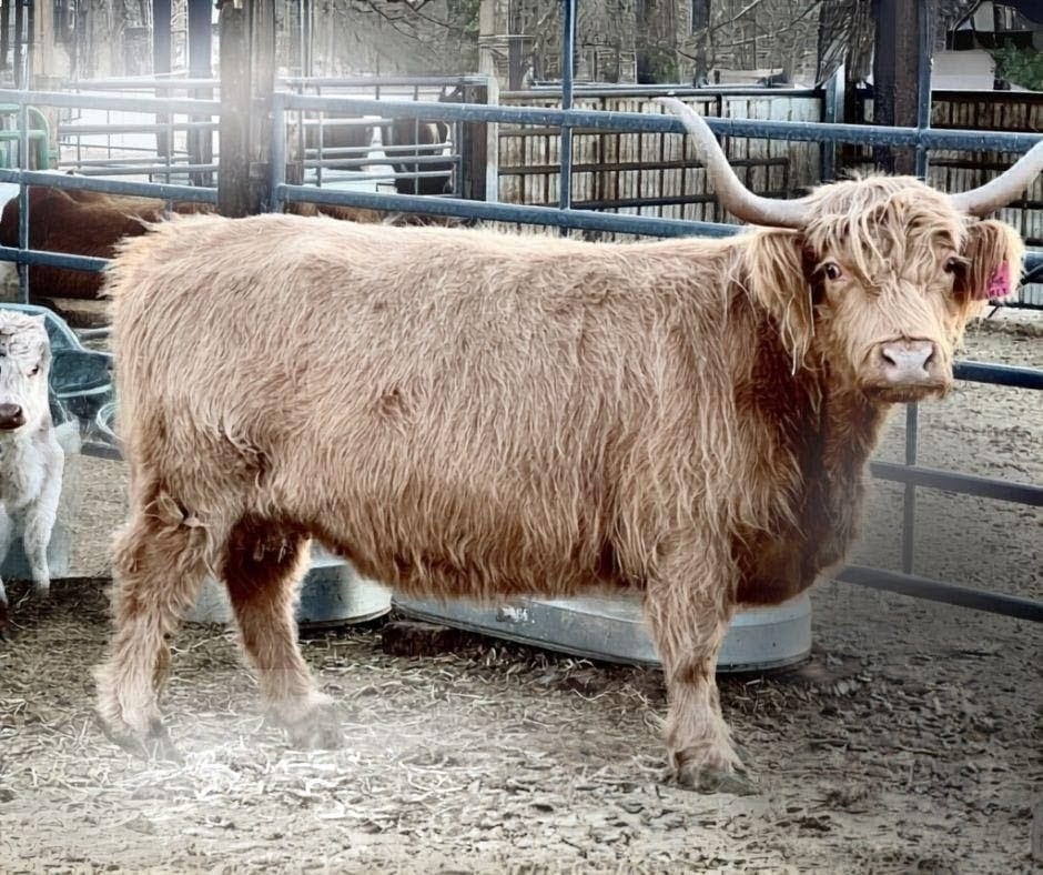Malita Nae – Micro / Mini Heifer - Image 2