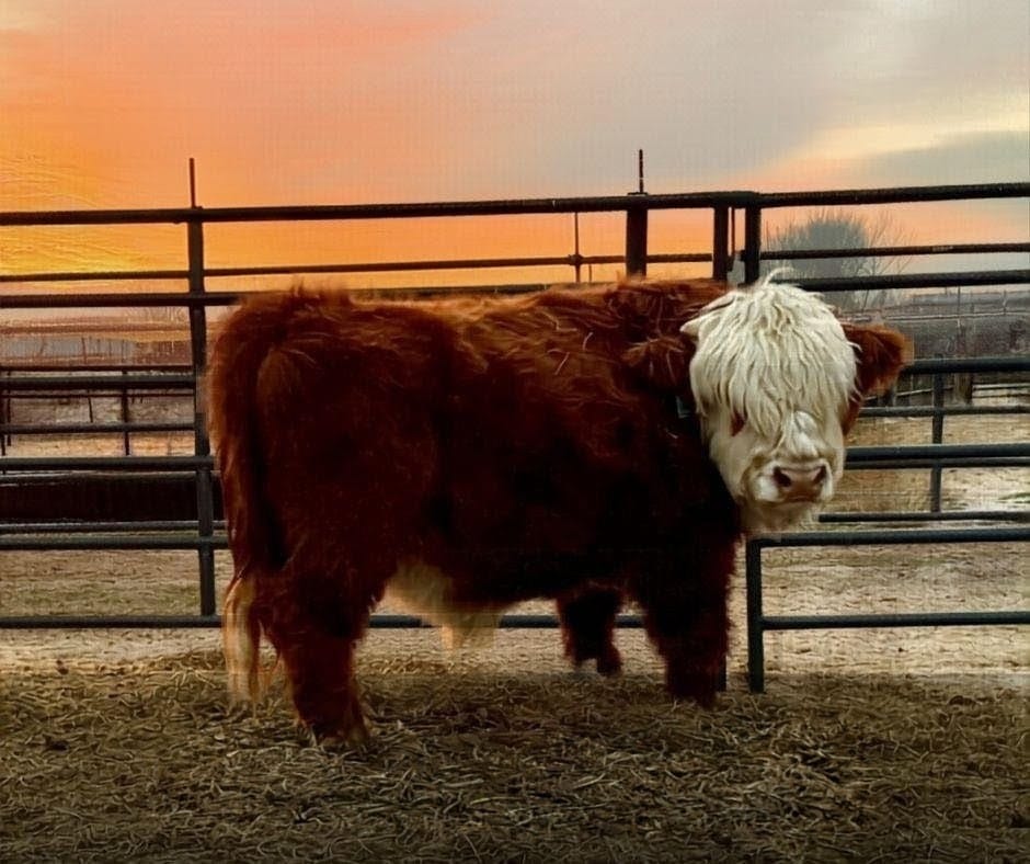 Malita Nae – Micro / Mini Heifer - Image 7