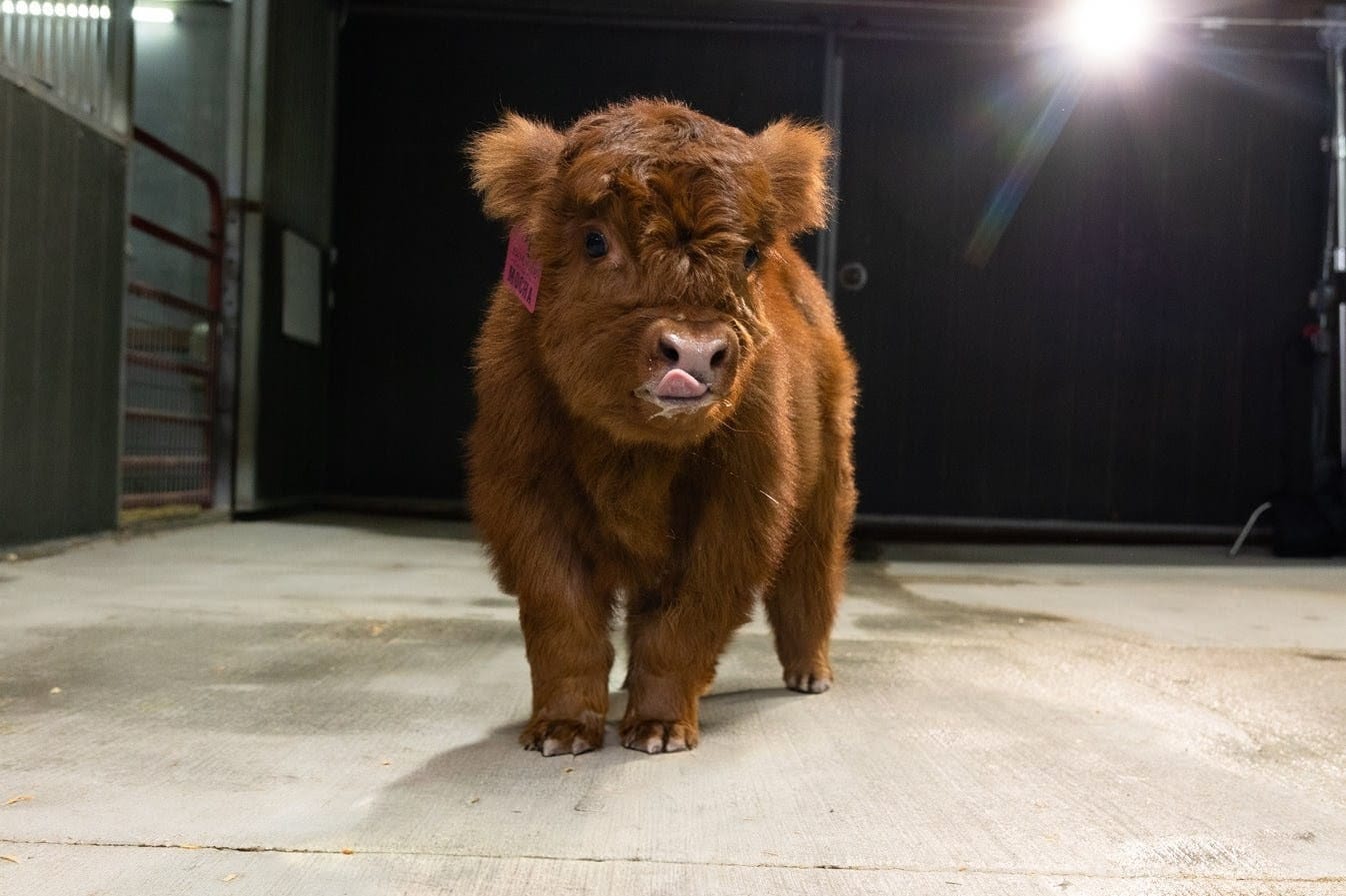Malita Nae – Micro / Mini Heifer - Image 3