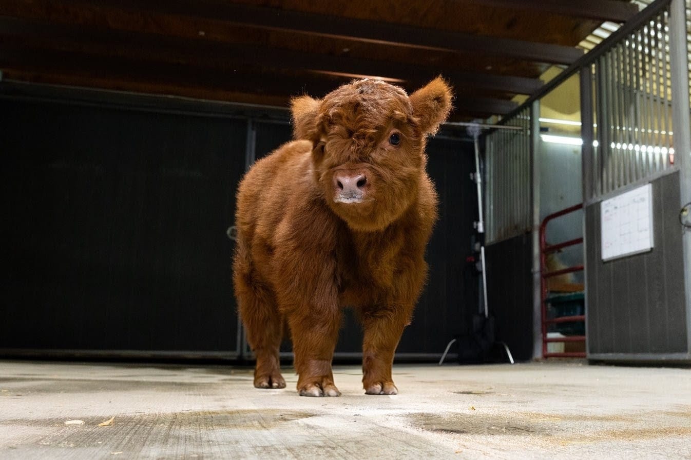 Malita Nae – Micro / Mini Heifer - Image 4