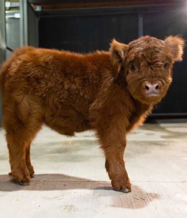 Malita Nae – Micro / Mini Heifer