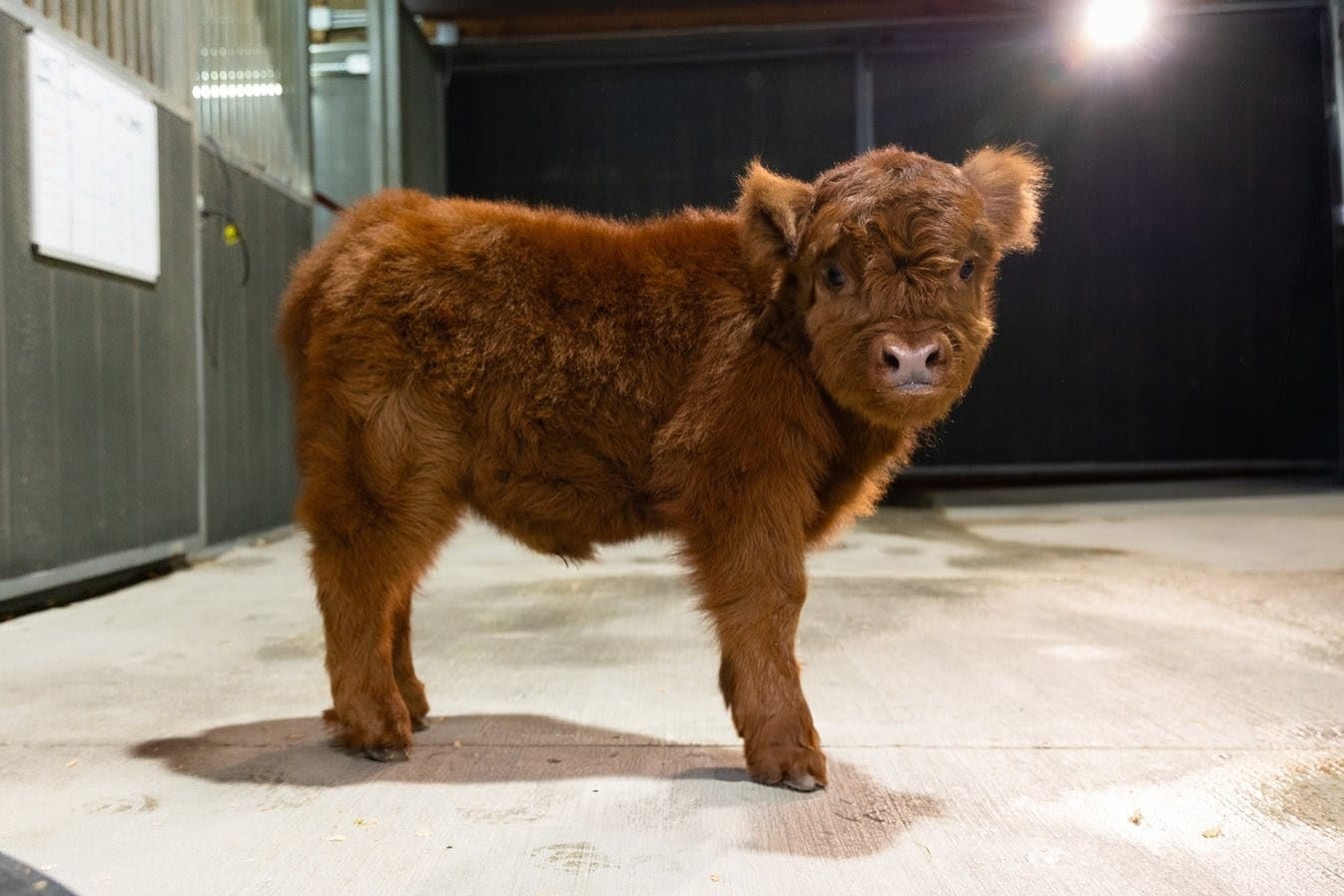 Malita Nae – Micro / Mini Heifer