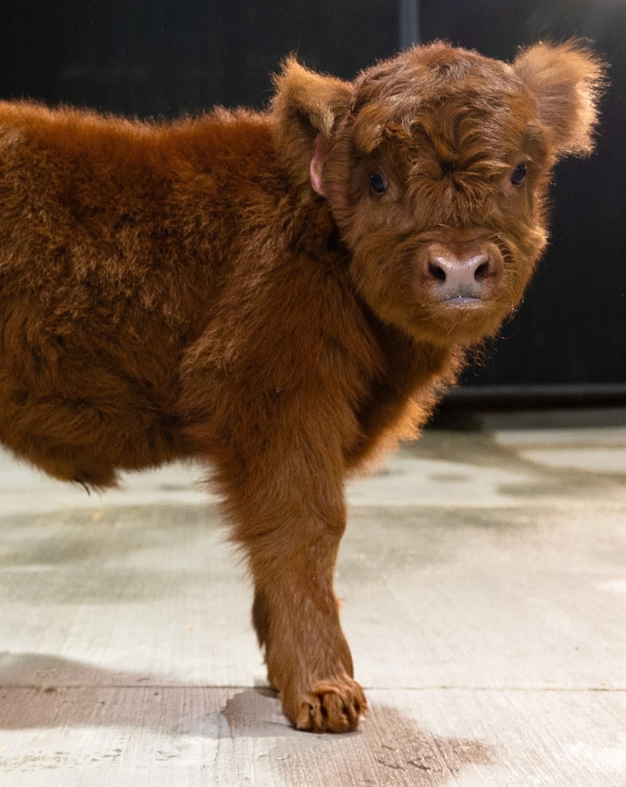Malita Nae – Micro / Mini Heifer - Image 6