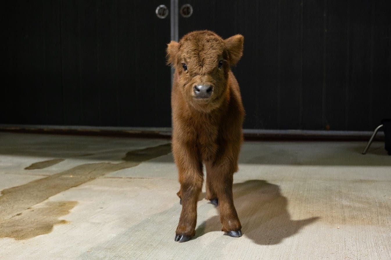 Celine Dun – Mid Size Heifer - Image 7