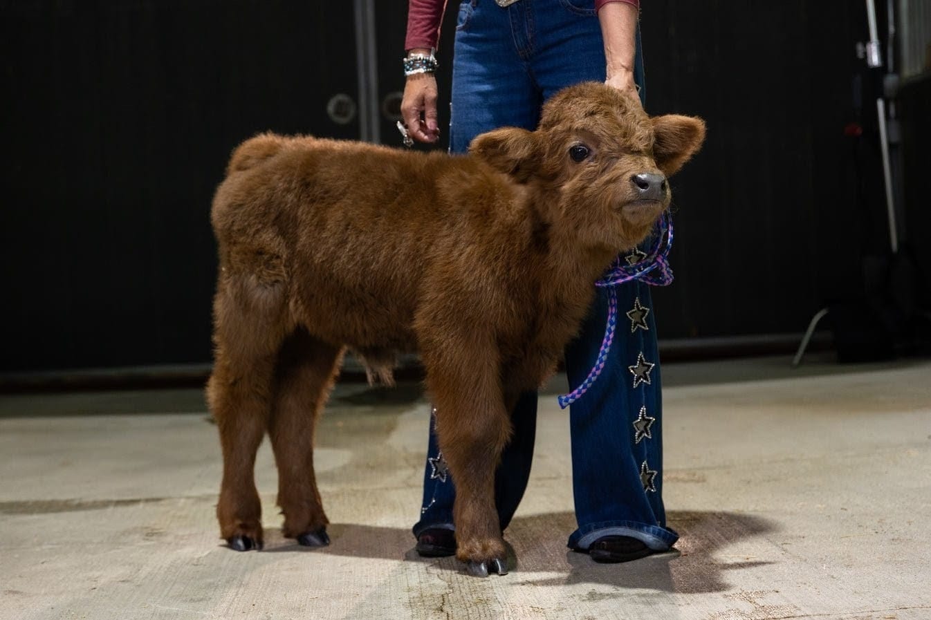 Celine Dun – Mid Size Heifer - Image 6