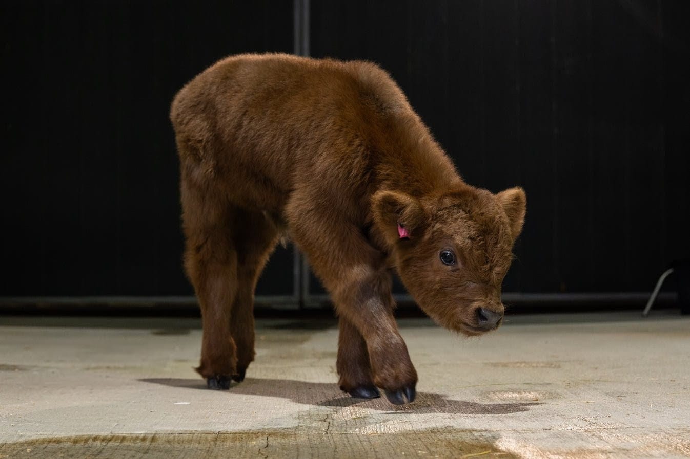 Celine Dun – Mid Size Heifer - Image 5