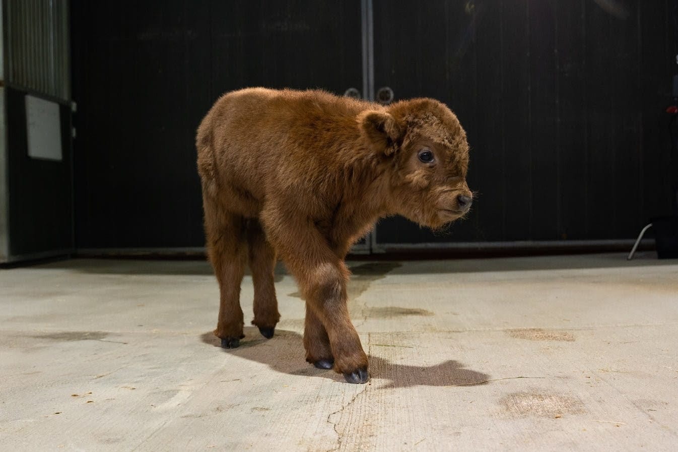 Celine Dun – Mid Size Heifer - Image 4