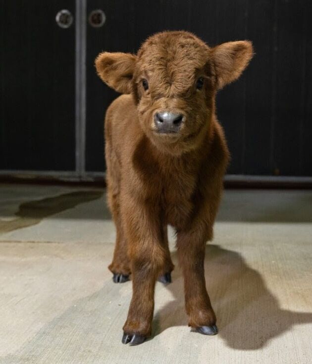 Celine Dun – Mid Size Heifer