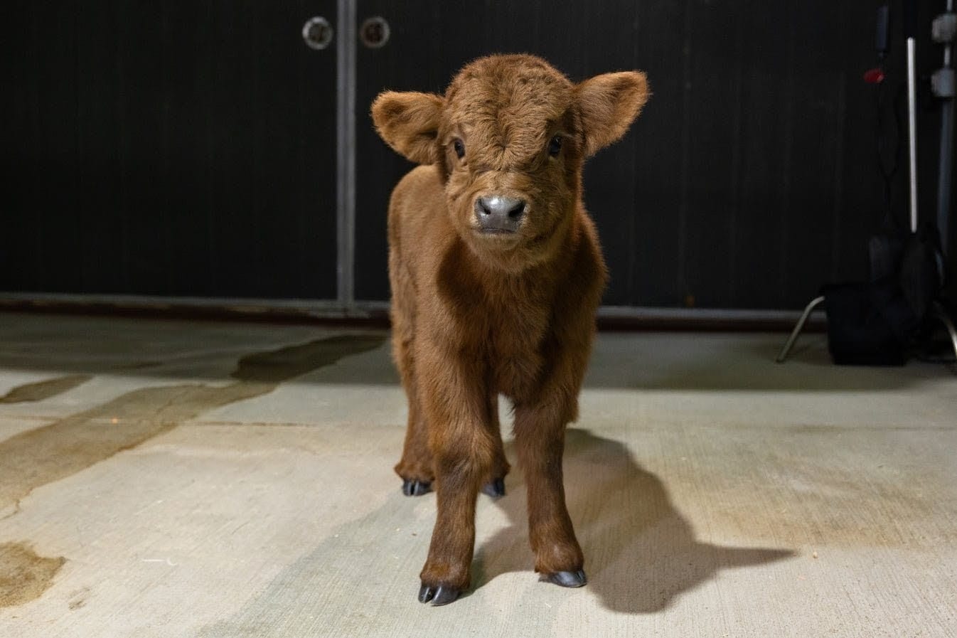 Celine Dun – Mid Size Heifer