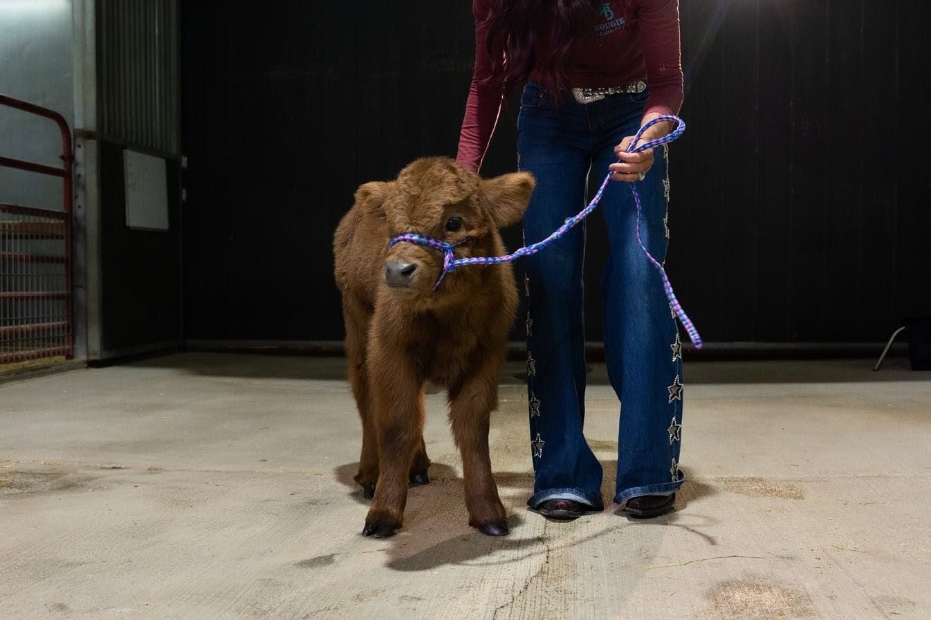 Celine Dun – Mid Size Heifer - Image 2