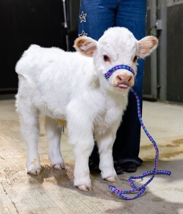 Baebie – Micro/Mini High-Park Heifer