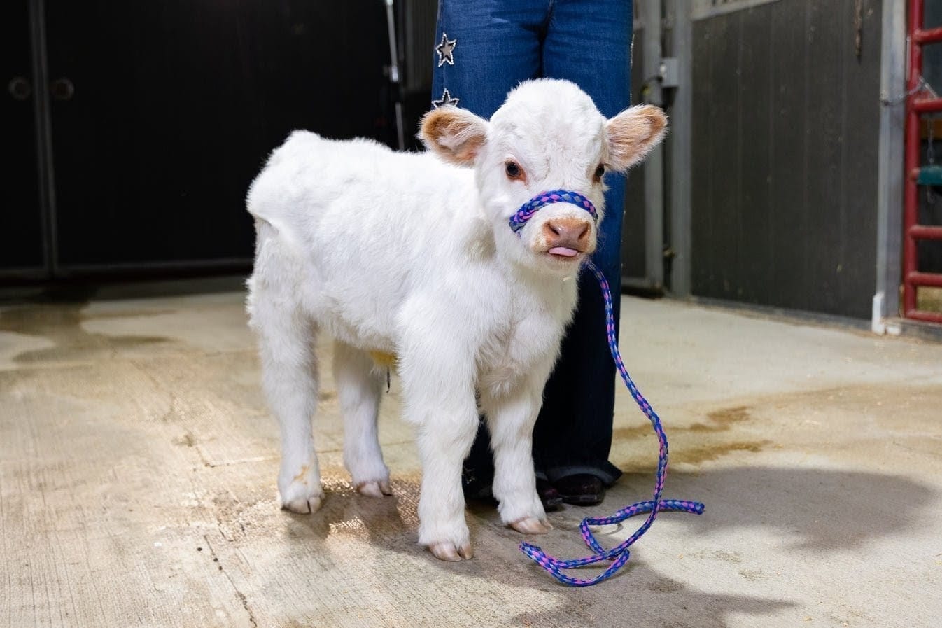 Baebie – Micro/Mini High-Park Heifer