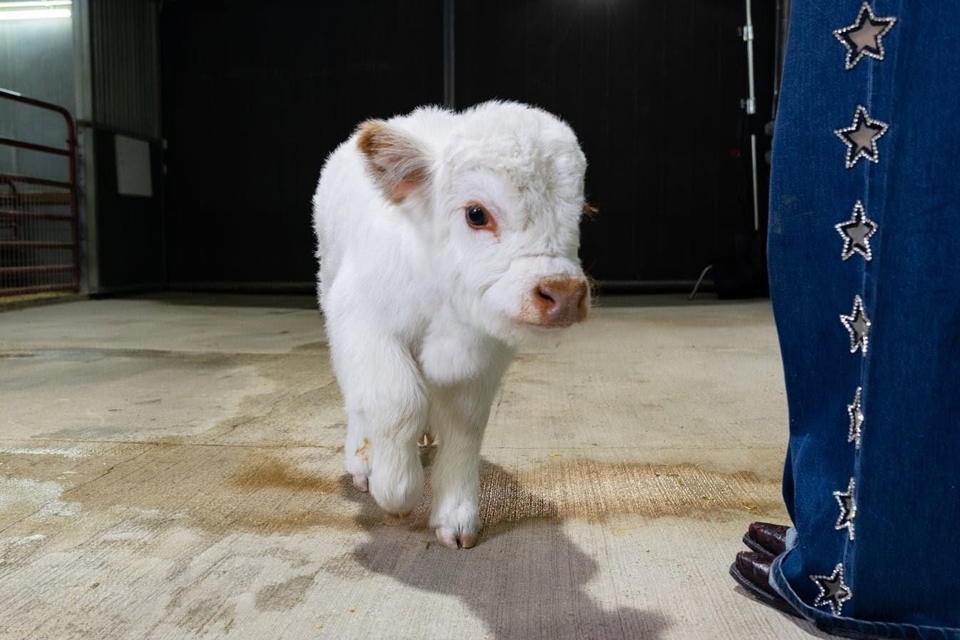 Baebie – Micro/Mini High-Park Heifer - Image 3