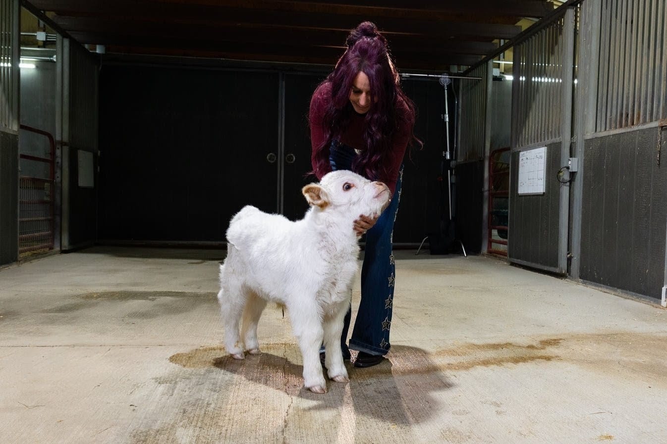 Baebie – Micro/Mini High-Park Heifer - Image 4