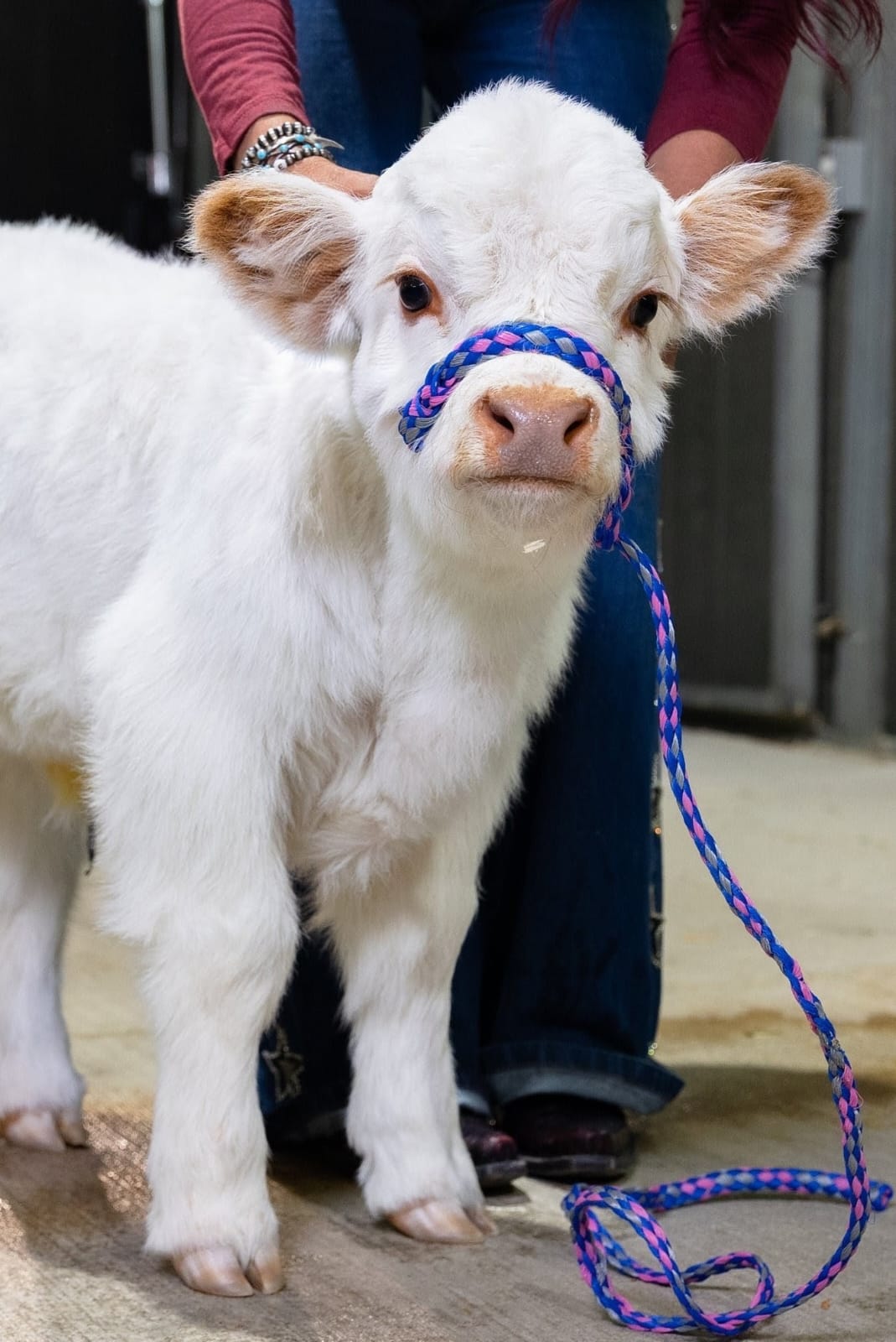 Baebie – Micro/Mini High-Park Heifer - Image 5