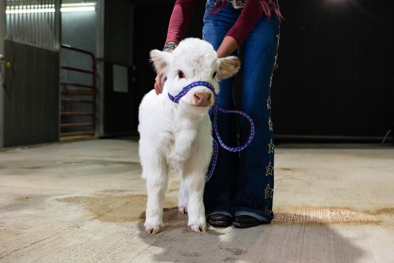 Baebie – Micro/Mini High-Park Heifer - Image 6