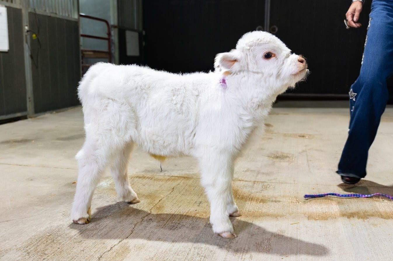 Baebie – Micro/Mini High-Park Heifer - Image 7