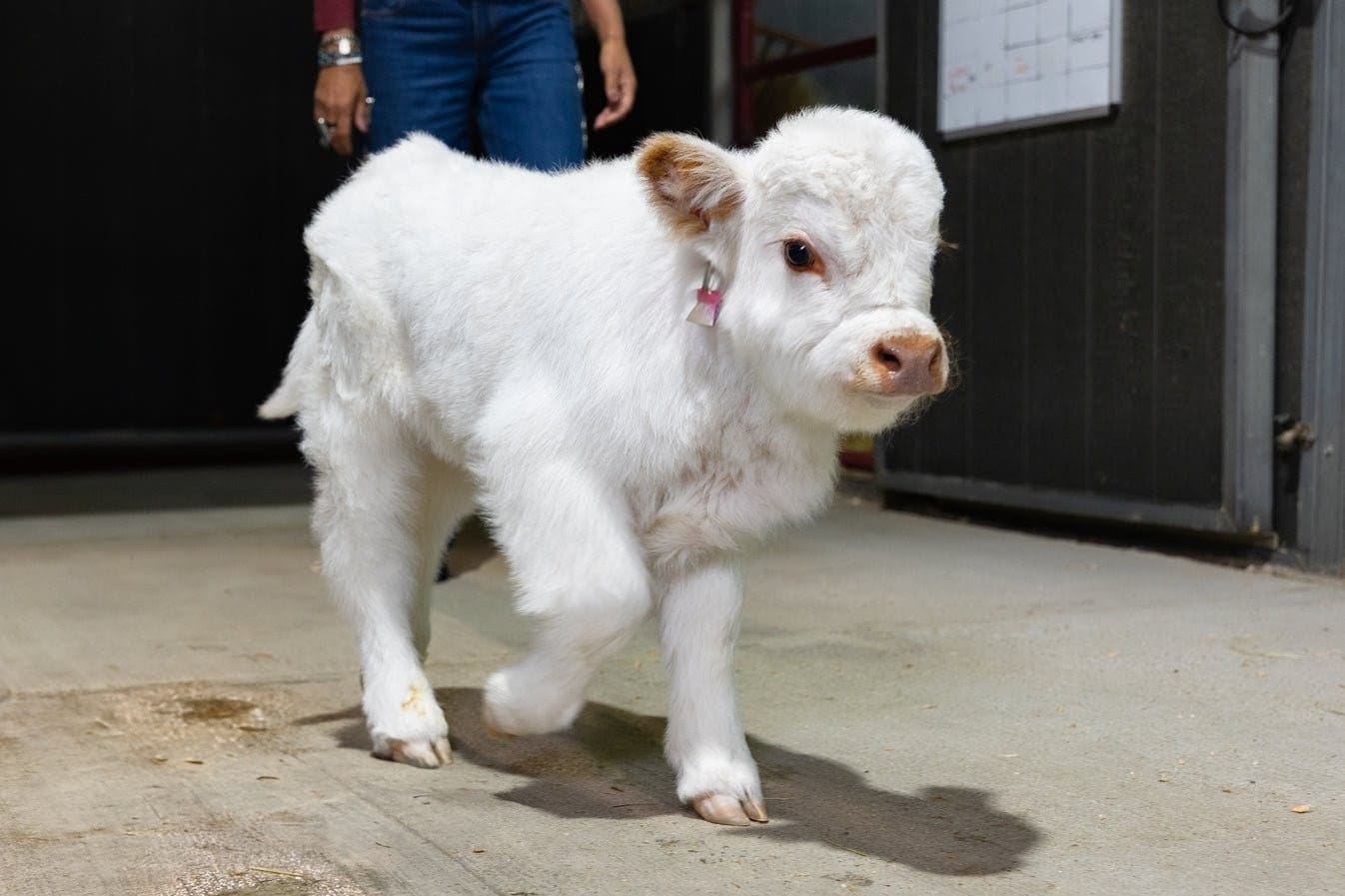 Baebie – Micro/Mini High-Park Heifer - Image 8