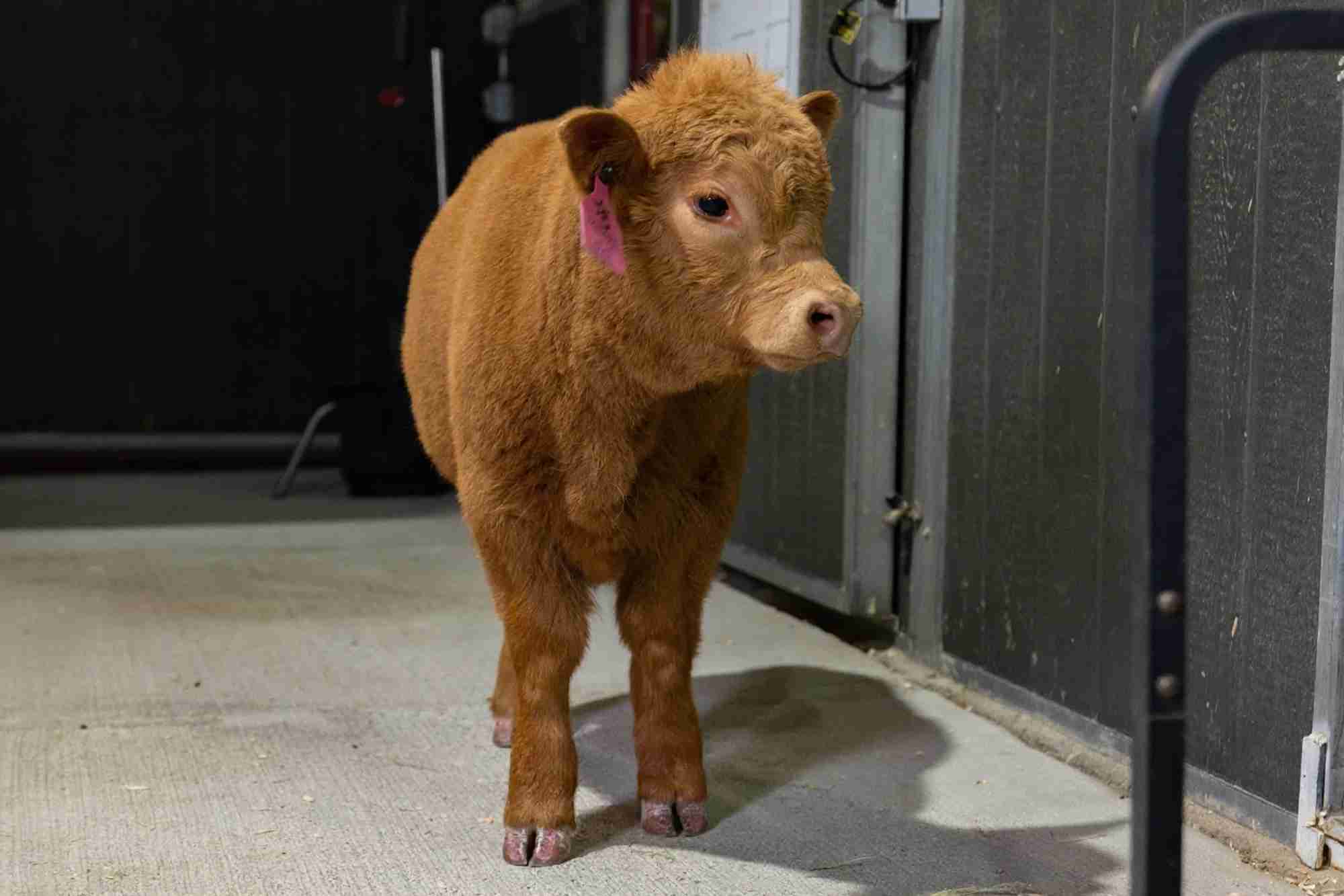 Mariana – Polled Mini/Mid Heifer - Image 4